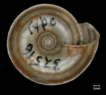 Media type: image;   Malacology 32516 Aspect: basal